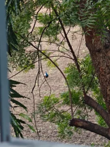 Greenery right outside the window_green office space nagpur