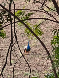 peacock and birds coworking space amidst nature